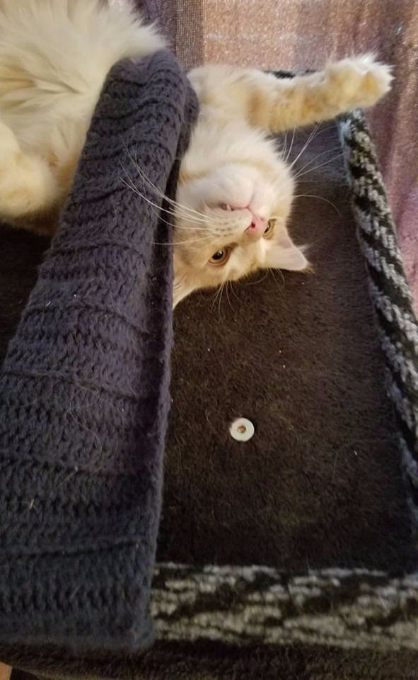 Auggie under scarf Auggie under scard3