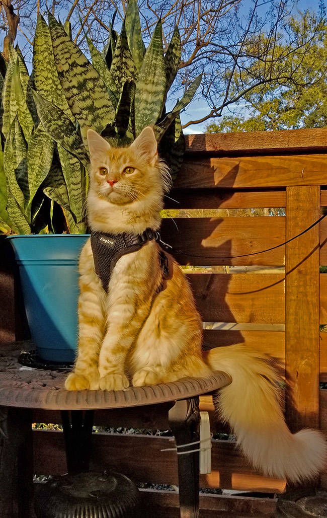 Auggie Patio Rama author of the site Photocreator