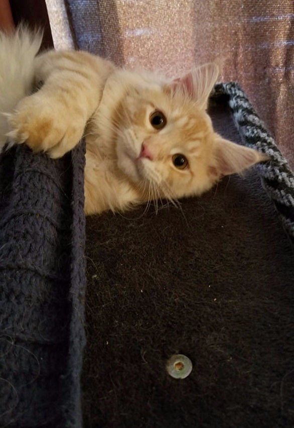 Auggie under scarf Auggie under scarf2