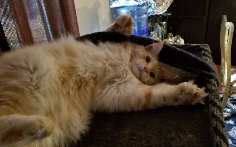 Auggie under scarf Auggie under scarf