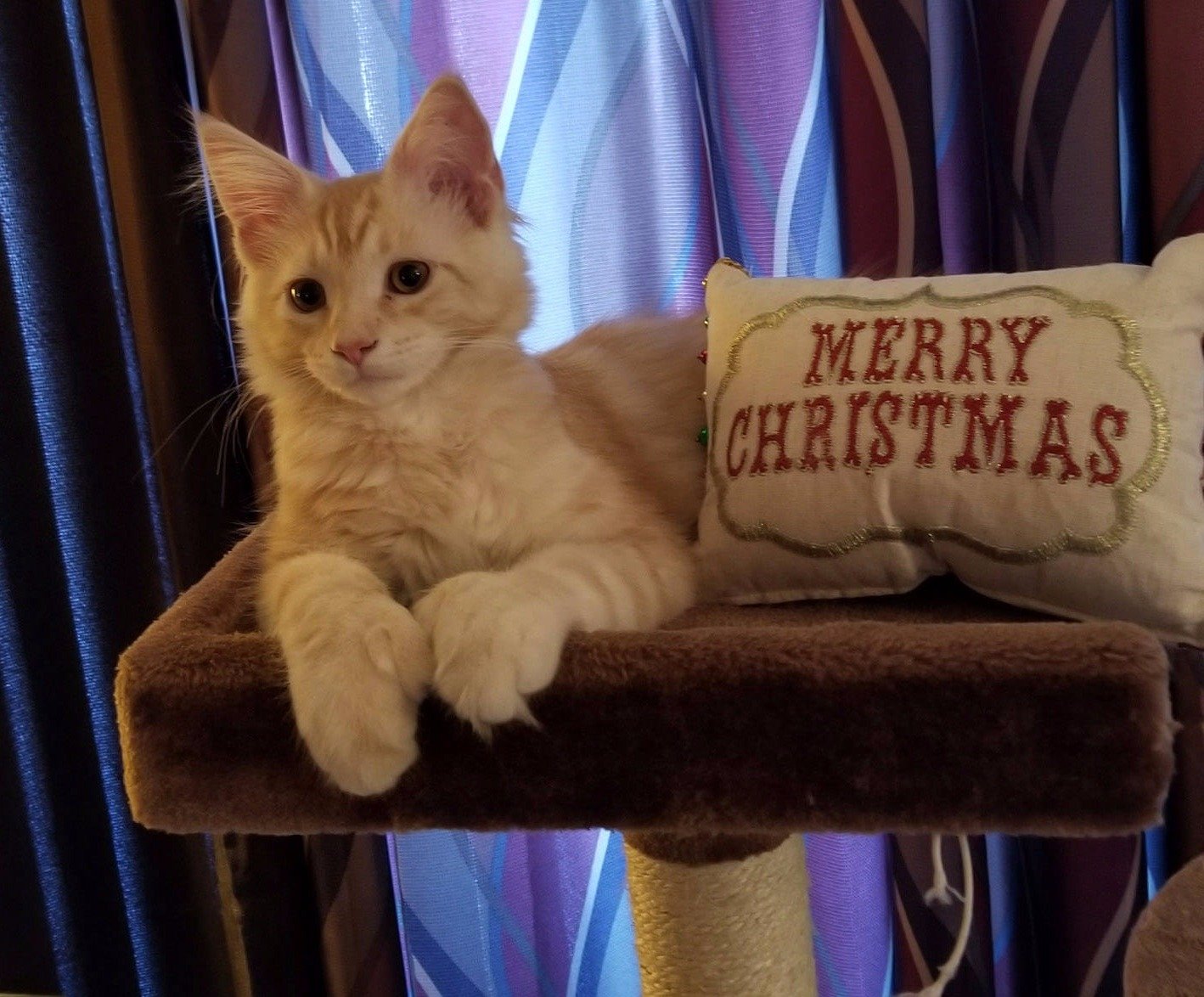 Auggie-Merry Christmas