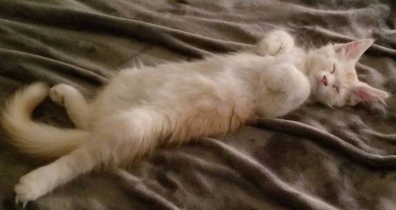 Auggie after dinner Auggie after dinner